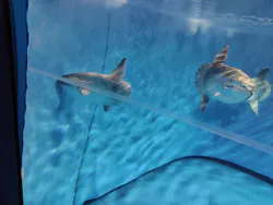 アクアワールド茨城県大洗水族館に投稿された画像(2026/7/22)