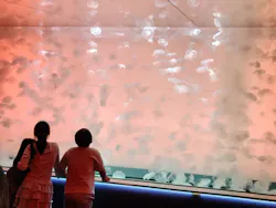 アクアワールド茨城県大洗水族館に投稿された画像(2026/7/22)