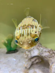 サンシャイン水族館に投稿された画像(2026/7/22)