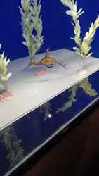 サンシャイン水族館に投稿された画像(2026/7/22)