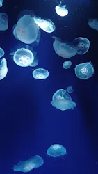 サンシャイン水族館に投稿された画像(2026/7/22)