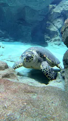 名古屋港水族館に投稿された画像(2026/7/22)