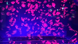 名古屋港水族館に投稿された画像(2026/7/22)