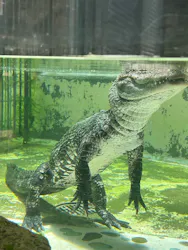 熱川バナナワニ園に投稿された画像(2026/7/18)