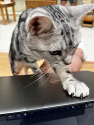 Cat Café MOFF コクーンシティさいたま新都心店に投稿された画像(2026/7/22)
