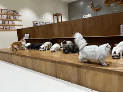 Cat Café MOFF コクーンシティさいたま新都心店に投稿された画像(2026/7/22)