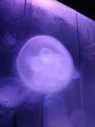 箱根園水族館に投稿された画像(2026/7/23)