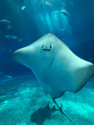 沖縄美ら海水族館に投稿された画像(2026/7/23)