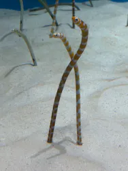 沖縄美ら海水族館に投稿された画像(2026/7/23)