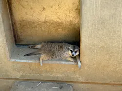 こども動物自然公園(埼玉県公園緑地協会)に投稿された画像(2026/7/24)