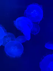 マリンワールド海の中道に投稿された画像(2026/7/24)