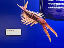特別展 大絶滅展に投稿された画像(2026/7/24)