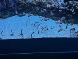 サンシャイン水族館に投稿された画像(2026/7/24)