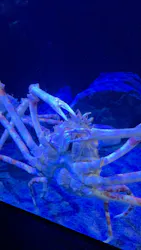 サンシャイン水族館に投稿された画像(2026/7/24)