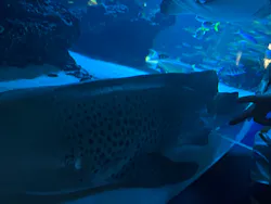サンシャイン水族館に投稿された画像(2026/7/24)
