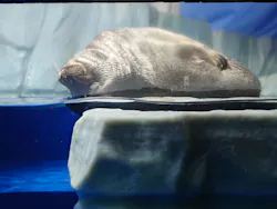 サンシャイン水族館に投稿された画像(2026/7/24)