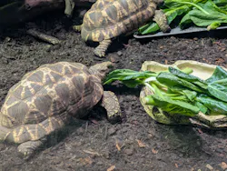 サンシャイン水族館に投稿された画像(2026/7/25)
