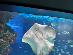 サンシャイン水族館に投稿された画像(2026/7/25)