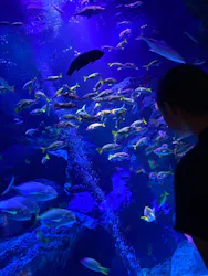 すみだ水族館に投稿された画像(2026/7/25)