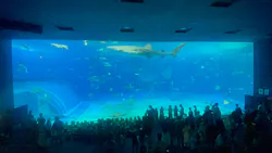沖縄美ら海水族館に投稿された画像(2026/7/25)