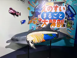 新江ノ島水族館に投稿された画像(2026/7/25)