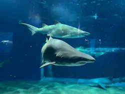 アクアワールド茨城県大洗水族館に投稿された画像(2026/7/25)