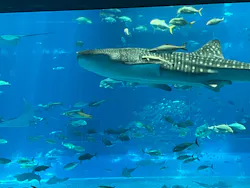 沖縄美ら海水族館に投稿された画像(2026/7/25)