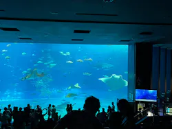 沖縄美ら海水族館に投稿された画像(2026/7/25)