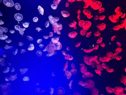 名古屋港水族館に投稿された画像(2026/7/25)