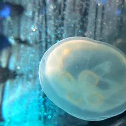 名古屋港水族館に投稿された画像(2026/7/25)