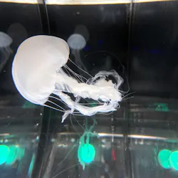 名古屋港水族館に投稿された画像(2026/7/25)