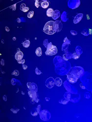 名古屋港水族館に投稿された画像(2026/7/25)