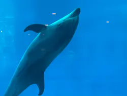 名古屋港水族館に投稿された画像(2026/7/25)