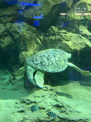 名古屋港水族館に投稿された画像(2026/7/25)