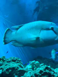 アクアワールド茨城県大洗水族館に投稿された画像(2026/7/25)
