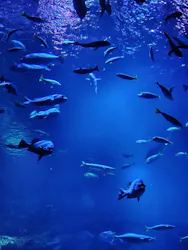 京都鉄道博物館×京都水族館に投稿された画像(2026/7/26)