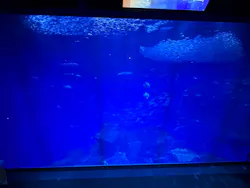 アクアワールド茨城県大洗水族館に投稿された画像(2026/7/26)