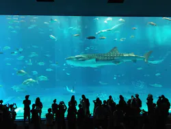 沖縄美ら海水族館に投稿された画像(2026/7/26)
