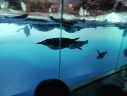名古屋港水族館に投稿された画像(2026/7/26)