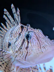 大分マリーンパレス水族館 「うみたまご」に投稿された画像(2026/7/26)