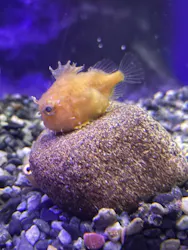 新江ノ島水族館に投稿された画像(2026/7/26)