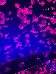名古屋港水族館に投稿された画像(2026/7/26)