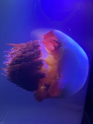 マリンワールド海の中道に投稿された画像(2026/7/26)