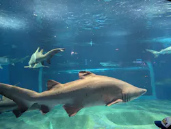 アクアワールド茨城県大洗水族館に投稿された画像(2026/7/26)