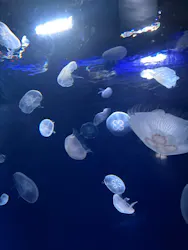サンシャイン水族館に投稿された画像(2026/7/26)