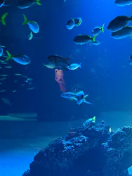 サンシャイン水族館に投稿された画像(2026/7/26)