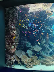 沖縄美ら海水族館に投稿された画像(2026/7/26)