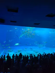 沖縄美ら海水族館に投稿された画像(2026/7/26)