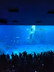 沖縄美ら海水族館に投稿された画像(2026/7/26)