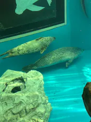 しながわ水族館に投稿された画像(2026/7/26)